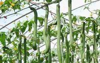 丝瓜的种植技巧