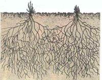 为什么沙漠中的植物根很长？