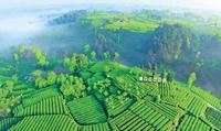 蒙顶山传 —— 一座“世界茶文化圣山”的传奇