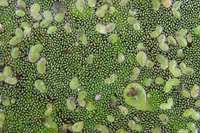 世界上最小的植物：芜萍长仅0.6毫米宽0.33毫米