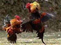 世界上最凶猛的鸡：鲁西斗鸡堪称斗鸡中战斗鸡
