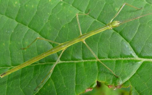 世界上最大的昆虫竹节虫产卵 最大的竹节虫62.4厘米