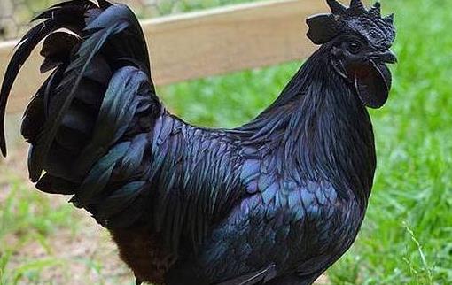 世界上最贵的鸡金属鸡597万元一只 誉为鸡中的兰博基尼