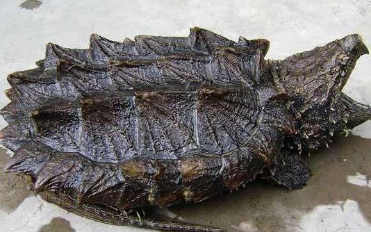 世界上最凶的乌龟鳄龟 鳄龟咬合力达910斤