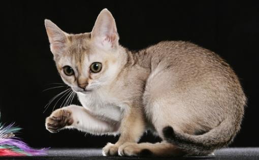 世界上最小的猫新加坡猫 体重不超过2公斤